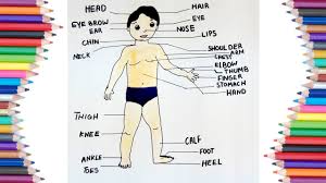 how to draw parts of body for kids