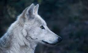 Game Of Thrones Dog Names 80 Inspired Ideas My Dog S Name
