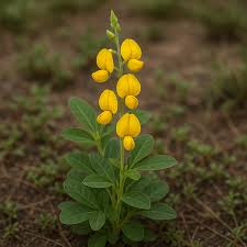 Image result for Crotalaria bernieri