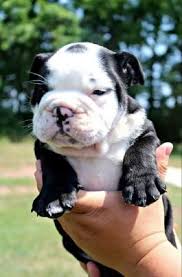 The original use of this breed was bull baiting, which was eventually. Dollie English Bulldog Puppy For Sale In Ephrata Pa Lancaster Puppies English Bulldog Puppies Puppies Pitbull Puppies