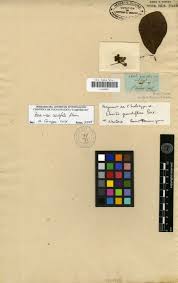 Image result for Vandenboschia gigantea