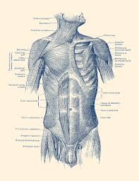 Anatomytools.com provides highly detailed male and female anatomical reference models, artist busts, instructional dvds, armatures and workshops used by fx artists, 3d artists, medical professionals and sculptors. Male Upper Body Muscular System Vintage Anatomy Shower Curtain For Sale By Vintage Anatomy Prints