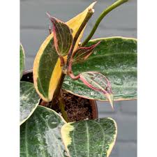 Image result for Carvalhoa macrophylla
