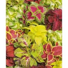 Image result for Coleus engleri