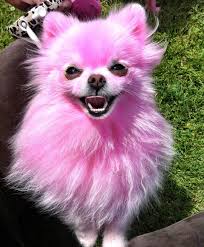 Jeffree Star On Instagram My Dogs Are My Everything I Got Diamond 5 Years Ago And She S The Biggest Joy Co Jeffree Star Jeffree Star Instagram Dog Grooming