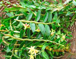 Dendrobium An Overview Sciencedirect Topics