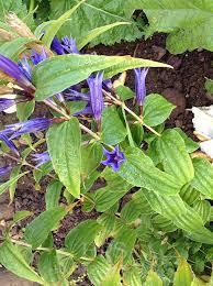 Image result for Gentiana asclepiadea alba