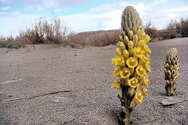 Image result for Cistanche tinctoria