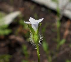 Image result for Wahlenbergia huttonii