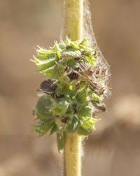 Image result for Mesosphaerum pectinatum