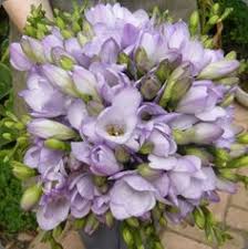 Bouquet of different color roses. 7 Freesia Bouquet Ideas Freesia Bouquet Bouquet Freesia