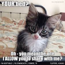 Let S Keep It Real Shall We Lifewithcats Mcaspets Cute Funny Animals Cat And Dog Memes Funny Cats