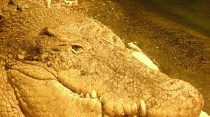 Dominator, le plus gros crocodile de floride. Crocodile Marin Taille Description Biotope Habitat Reproduction
