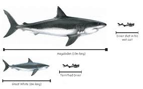 In the wild, orcas have been seen preying on great white. Pin On Found Interesting