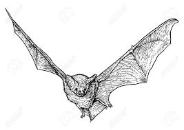 Bat Illustration Drawing Engraving Ink Line Art Vector Royalty Free Cliparts Vectors And Stock Illustration Image 121707987 Common vampire bat desmodus rotundus. bat illustration drawing engraving ink line art vector