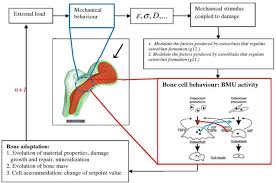 Long, short, flat, irregular and sesamoid. Multi Scale Modeling Of Mechanobiological Behavior Of Bone Intechopen