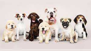We did not find results for: Dia Mundial Del Perro Asi Lo Puede Celebrar Kienyke
