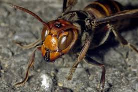 Résultat de recherche d'images pour "giant hornet japan"
