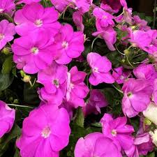 Image result for Impatiens oreocallis