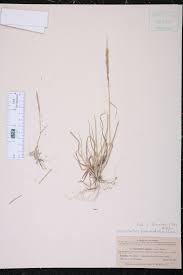 Image result for Sporobolus agrostoides