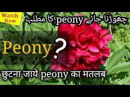 Share to twitter share to facebook share to pinterest. Peony Meaning In Hindi Urdu Peony Ka Matlab Peony Pronunciation Peony Translation Peonies Youtube