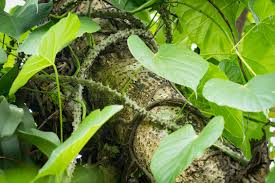 Image result for Tinospora fragosa