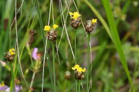 Image result for Xyris parvula