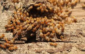 An organism becomes a pest when it intrudes or interrupts a human's domicile or property. Wdo Identification Wood Destroying Organisms In Elizabeth City Nc