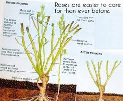 Rose Pruning Finally Broken Down To My Level Haha Pruning Roses Trim Rose Bushes Plants