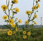 Silphium laciniatum - Compass Plant