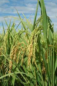 Farinha de arroz espiga 500 g. Espiga De Arroz Picture Of Parque Nacional Del Arroz Hacienda La Guaira Alvarado Tripadvisor