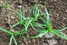 Image result for Kyllinga squamulata