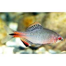 Algae Eating Blue Amur Taiwan Bitterling Fish Arizona Aquatic Gardens Aquarium Fish Fish Tropical Fish Tanks