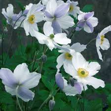 Image result for Anemone transvaalensis