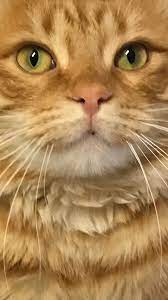 romeo i am in with you chats adorables chat felin