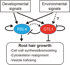 (b) (i) this plant cell also contains chloroplasts, a cell wall and a vacuole. A Gene Regulatory Network For Root Hair Development Springerlink