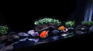 Federation Of New Zealand Aquatic Societies Goldfish Aquarium Goldfish Tank Goldfish