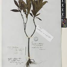 Image result for Strychnos kasengaensis