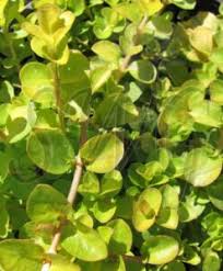 Image result for Prismatocarpus cordifolius