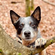 A purebred australian cattle dog puppy can cost anything from $250 to $1,100, depending on the parent's lineage, the breeder, location, etc. Are You Energetic Enough For An Australian Cattle Dog K9 Web