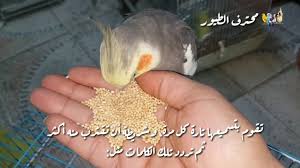 كيف اجعل طائر الكوكتيل يحفظ بعض الاغاني birds