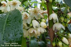 Image result for Pentaphylacaceae