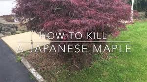 This tree is in portland, oregon at the japanese gardens. How To Kill A Japanese Maple Youtube