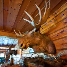 Check spelling or type a new query. Gunflint Trail Summer Cook County Mn Indoor Cabin Resort Moose Head Laynekennedy Ccvb Cc Visit Cook County Minnesota