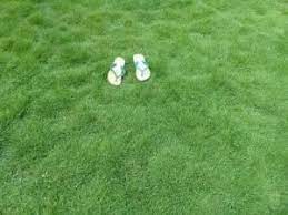 We did not find results for: Cara Merawat Rumput Jepang Yang Baru Ditanam Agar Selalu Hijau Ilmubudidaya Com
