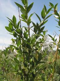 Image result for Sporobolus myrianthus