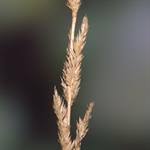 Image result for Urochloa oligobrachiata