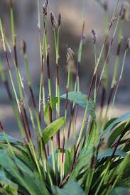 Image result for Carex cognata