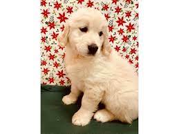 I have both male and female available. Golden Retriever Dog Female Light Golden 2562853 Petland Jacksonville Florida