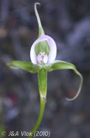 Image result for Disperis